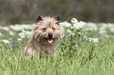 CAIRN TERRIER 220